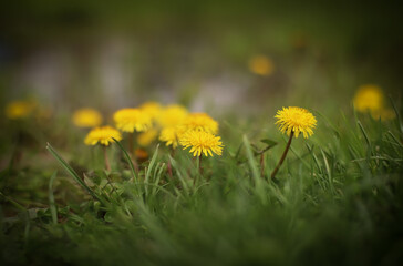 Dandelion flowers in a field