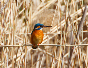 A Common Kingfischer (alcedo atthis) in the Reed, Heilbronn, Germany