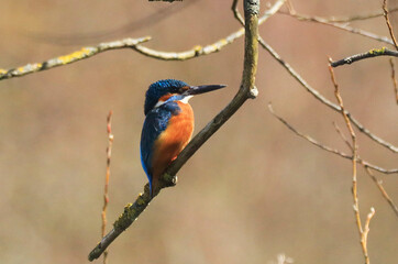 Naklejka premium A Common Kingfischer (alcedo atthis) in the Reed, Heilbronn, Germany