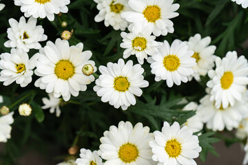 Fototapeta premium daisies in a garden