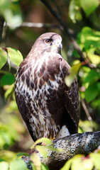 A common buzzard on a tree