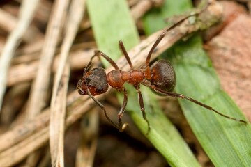 ant Formica sanguinea blood-red ant