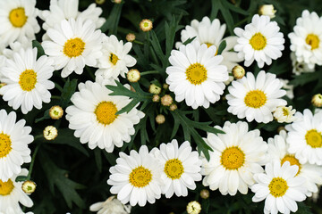 daisies on a white