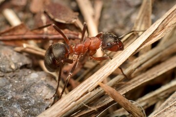 ant Formica sanguinea blood-red ant