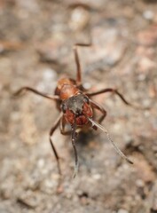 ant Formica sanguinea blood-red ant