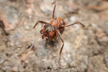 ant Formica sanguinea blood-red ant