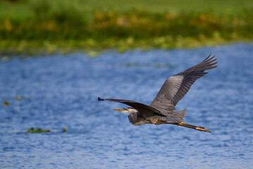 Florida birds