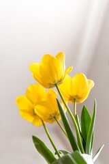 Yellow tulip flowers isolated in glass pot. tulips.
