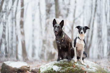 cute malinois belgian and dutch shepherd mixed breed dog and a border collie sitting on a snow covered rock in winter - obrazy, fototapety, plakaty
