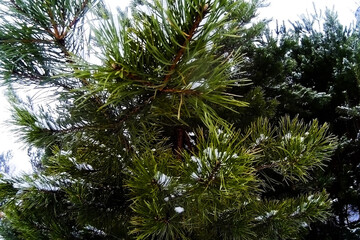 In winter, pine and spruce young trees. They are lightly covered with snow.