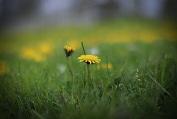 Dandelion flowers in a field