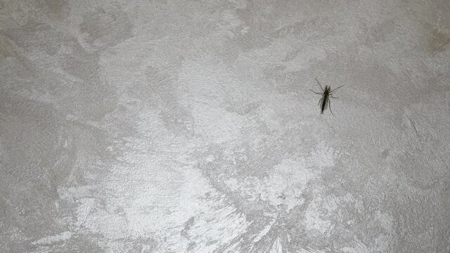 The mosquito is old. Winged insect. The mosquito sits on the wall, the insect in the apartment on the wall. A mosquito is crawling along the wall in the apartment