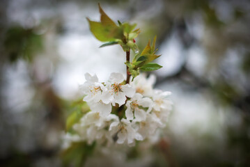 Cherry blossom in a garden