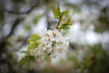 Cherry blossom in a garden