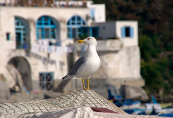 Seagull at Corricella on Procida