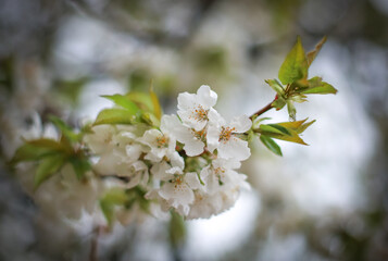 Cherry blossom in a garden