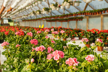 Fototapeta na wymiar Potted pelargonium or geranium blooming in pink and red in greenhouse