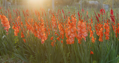 Colorful gladiolus flower farm with sunlight