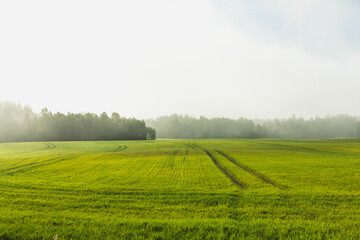 Green wheat field growing near forest, morning sun and mist