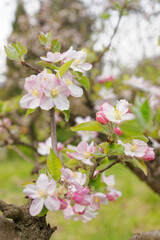 Pollinator-friendly apple and pear trees blooming with pretty white and pink flowers in a private urban orchard on a spring day in Italy