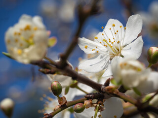 Spring flowers
Prunus domestica home mirabelle plum in close-up 