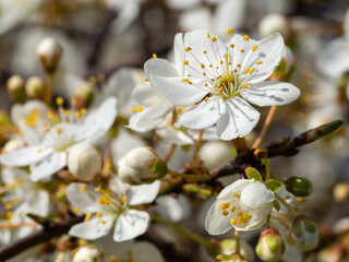 Spring flowers
Prunus domestica home mirabelle plum in close-up 