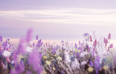 A meadow filled with pastel pink, lilac, white and yellow wild flowers and a soft summers evening. 3D illustration