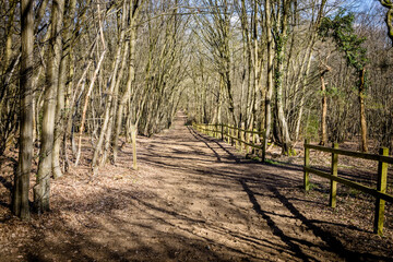 Woodland bridleway on a sunny winters day, UK