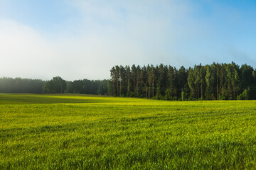 Obraz premium Green wheat field growing near forest, morning sun and mist