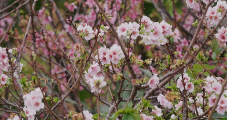 Pink sakura flower, cherry blossom