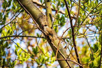 Gut getarnte männliche Mönchgrasmücke in der Zülpicher Börde