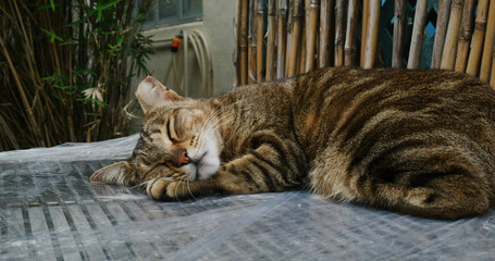 Naklejka na ściany i meble Street cat sleep at outdoor