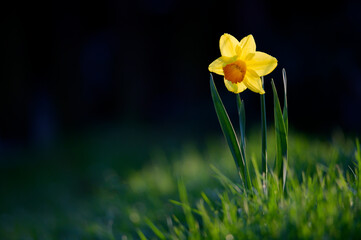 Narcissus flower or daffodil in green grass with side light and with dark background. A single, solitary yellow flower in a spring landscape.