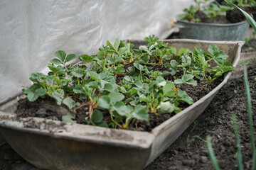 Strawberry seedlings in boxes and containers, prepared for transplanting to the beds in the garden. Spring, gardening, farming, growing and caring for plants, weeding, planting seedlings concept.