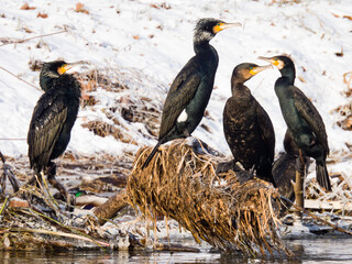 cormorant