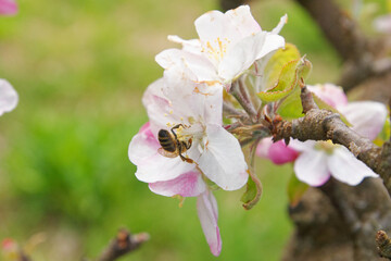 Carniolan honey bee pollinating and gathering nectar and pollen on the apple and pear flowers in a private urban orchard on a spring day in Italy
