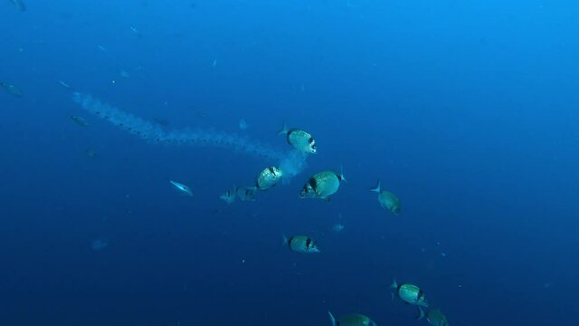 Two banded bream fishes biting a salpidae in cloudy water