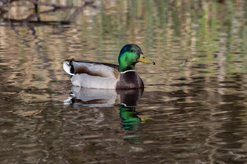 Stockente Erpel, drake mallard (Anas platyrhynchos)