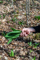 A bunch of cut wild garlic in hand
