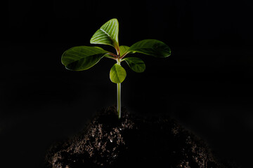 Hands holding young green plant, on black background