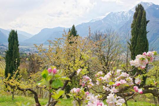 Blossoming pear tree on the foreground and panoramic view on the city of Trento in the Adige valley surrounded by mountains, seen on a spring day in Trentino, Italy