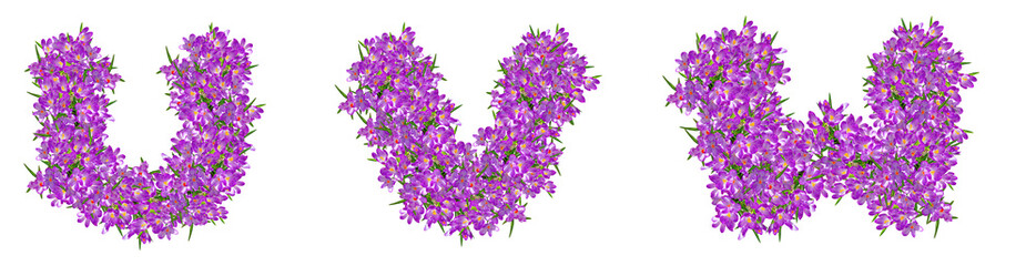 Fototapeta na wymiar Letters U, V, W from lilac violets