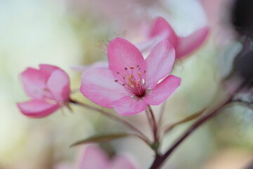 Naklejka na ściany i meble Pink apple blossom and leaves on a blurred background.