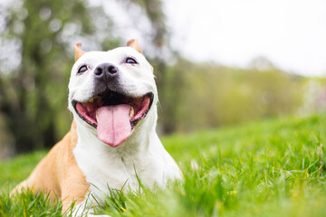 Friendly Dog having a big smile	