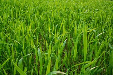 Winter wheat on an early frosty morning.