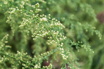 Detail of the branch of artemisia annua in bloom. Medicinal plant - obrazy, fototapety, plakaty