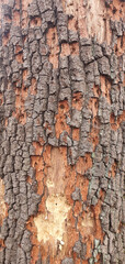 Obraz premium Tree bark with holes made by a woodpecker in a park in Łódź.