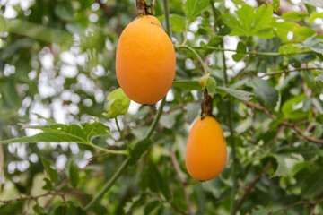 ripe fruits of passion fruit or passiflora on the plant