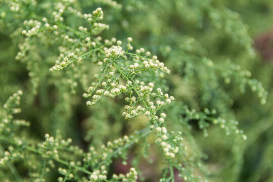 Detail of the branch of artemisia annua in bloom. Medicinal plant