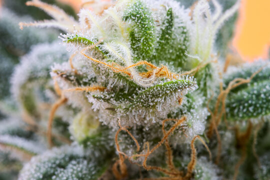 Macro Cannabis Flower 